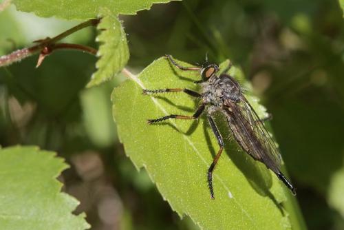 Neoitamus cyanurus